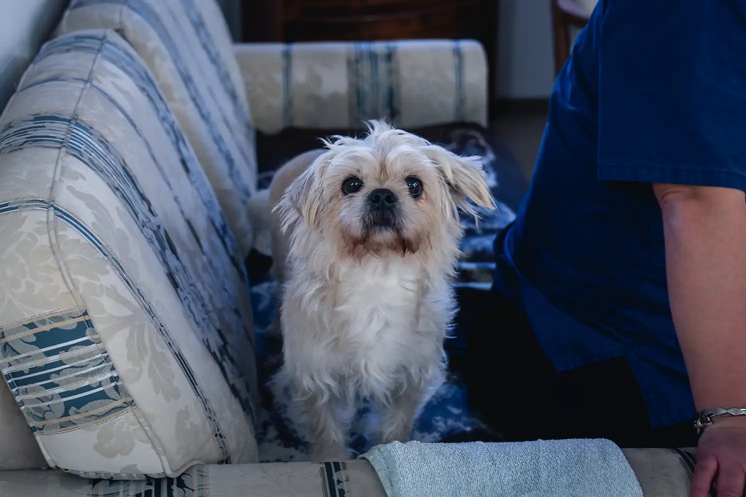 Hund auf dem Sofa